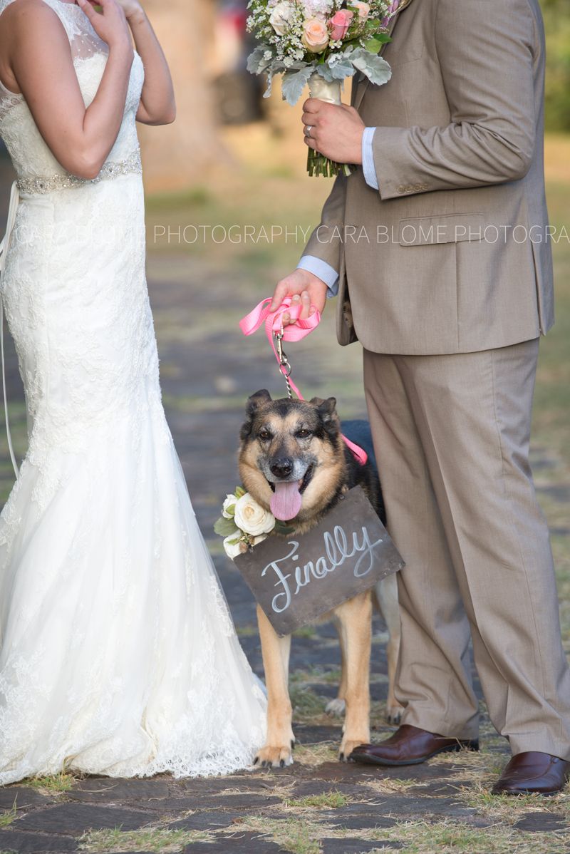 Instagram-Worthy Ways to Include Your Dog in the Wedding